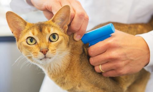 Microchipping-Cats-to-become-Mandatory-in-the-UK-by-June-2024-heath-vets-burgess-hill-vet-wp