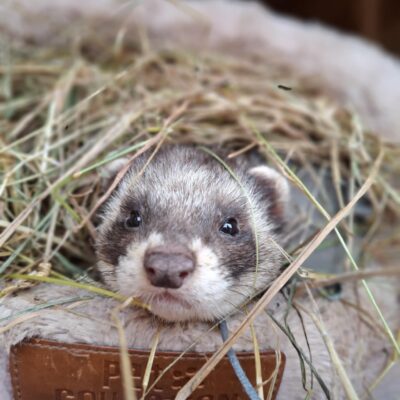 ferret