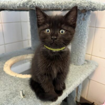 kitten
