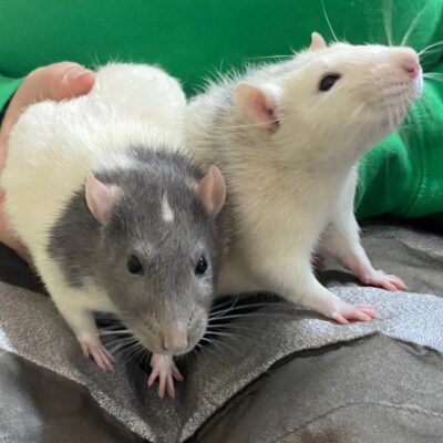 ratties