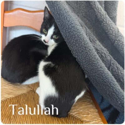 talullah