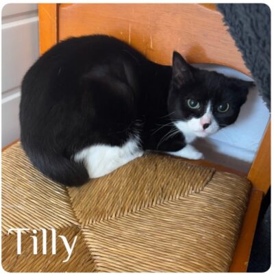 tilly